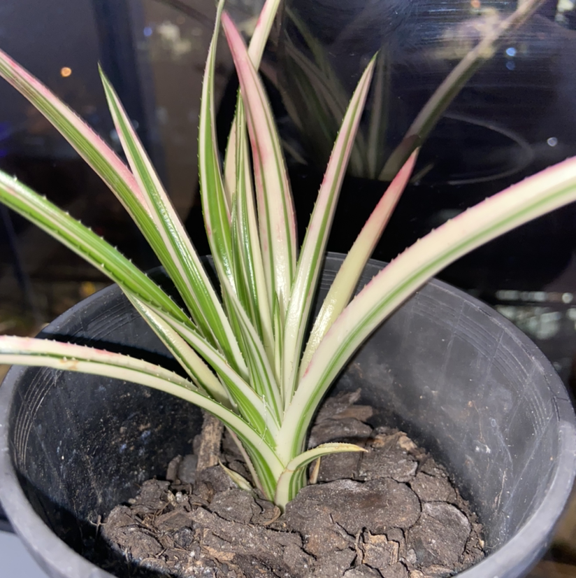 Photo of the plant species Neophytum 'Galactic Warrior' by @Karissa.hodge named Boris on Greg, the plant care app