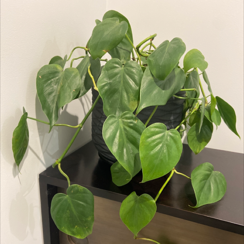 Philodendron Scandens plant photo by @Karissa.hodge named Alfred on Greg, the plant care app.
