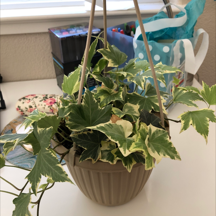 English Ivy plant photo by @oddmuffin named Noodles on Greg, the plant care app.