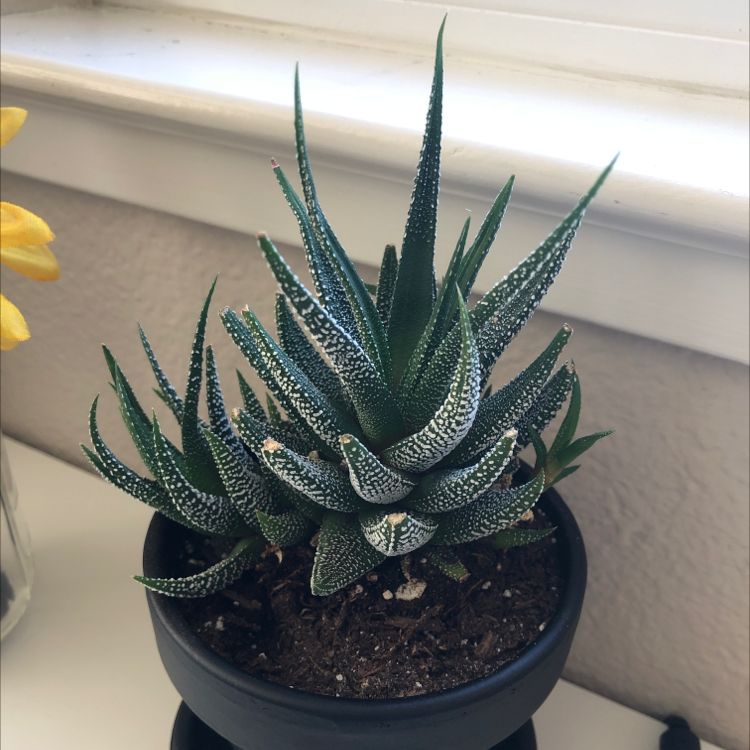 Zebra Plant plant photo by @oddmuffin named Theodore on Greg, the plant care app.