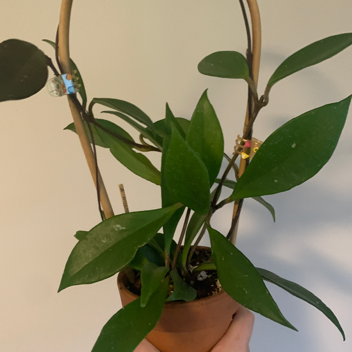 Hoya Red Buttons plant photo by @tourttaslrbe named Akari on Greg, the plant care app.