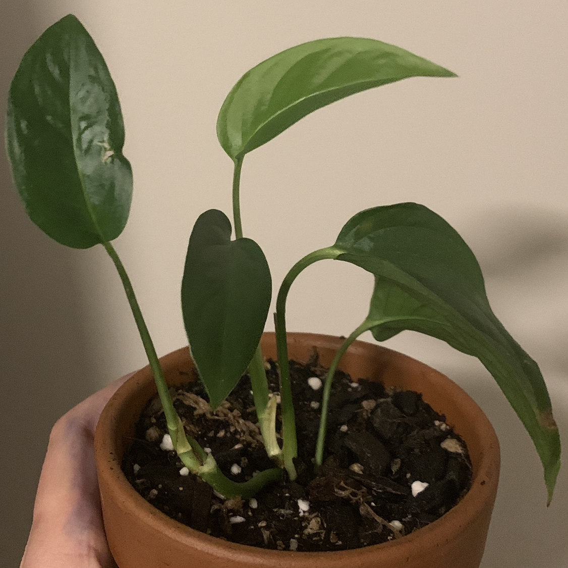 Swiss Cheese Vine plant photo by @tourttaslrbe named George on Greg, the plant care app.