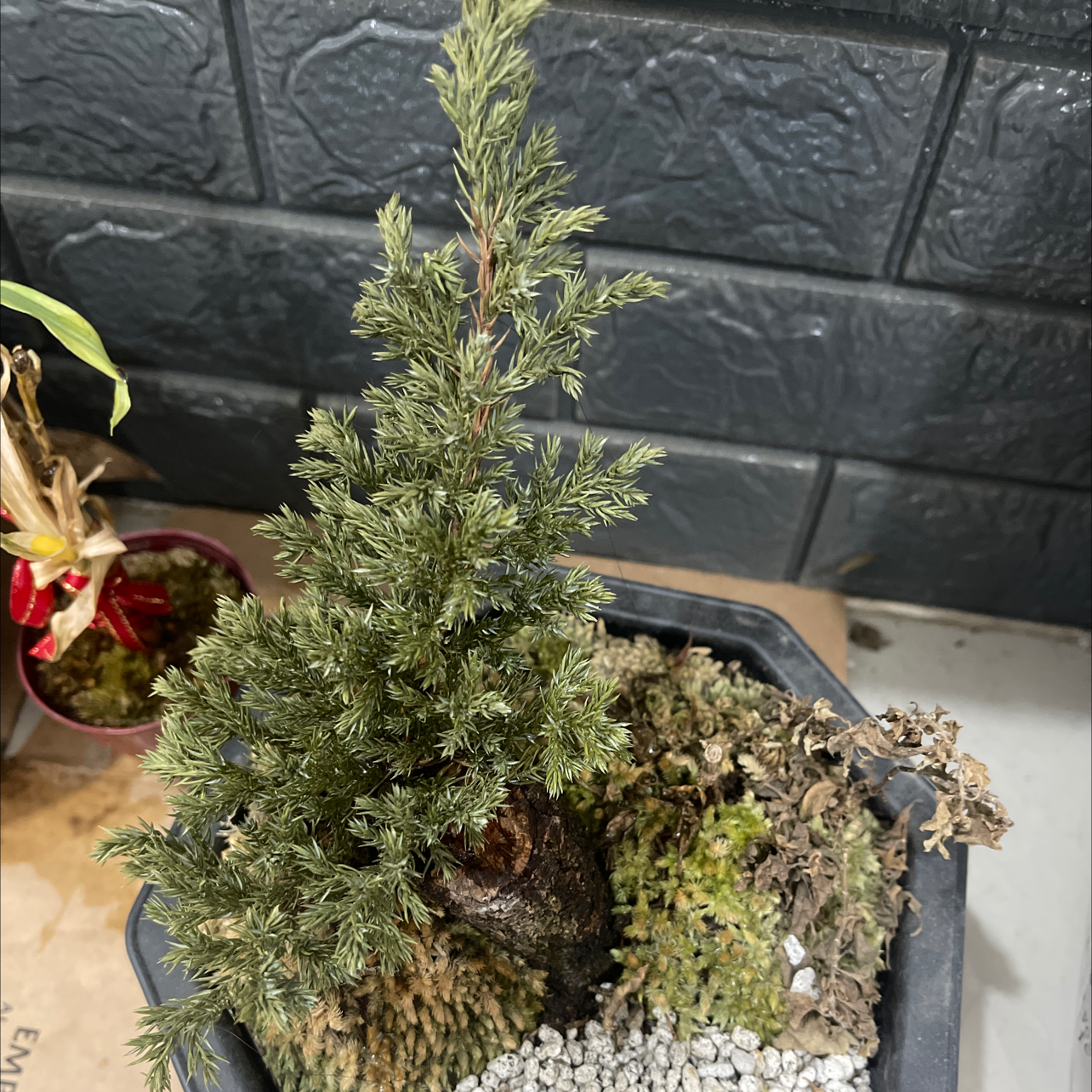 A small American Juniper plant in a pot with visible soil and gravel.