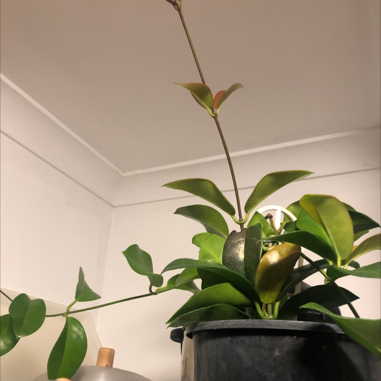 Hoya obovata plant in a pot with healthy green leaves.
