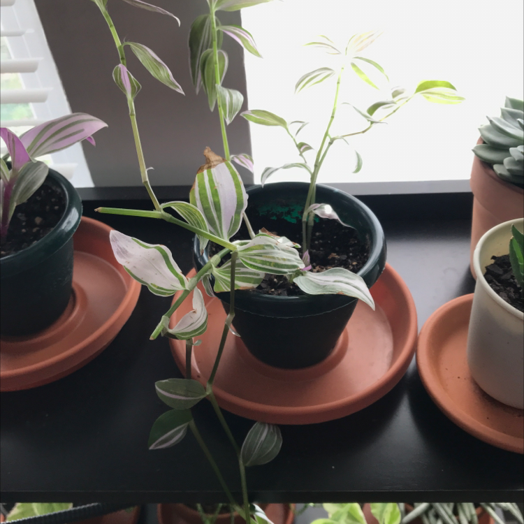 Several small potted Tradescantia fluminensis plants with green and white striped leaves, slight yellowing on some older leaves.