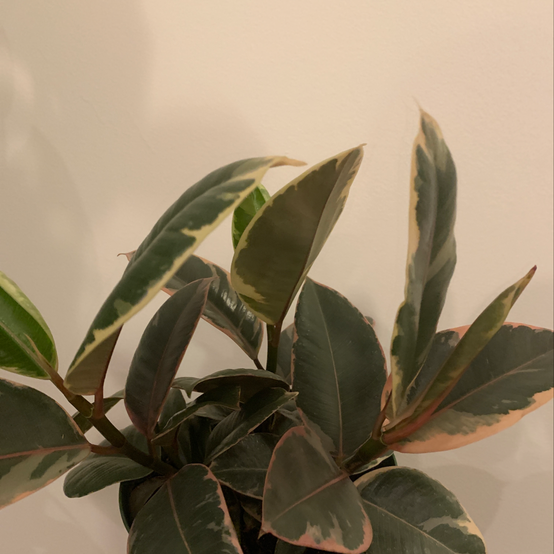 Cherry Laurel plant with dark green variegated leaves, appears healthy.