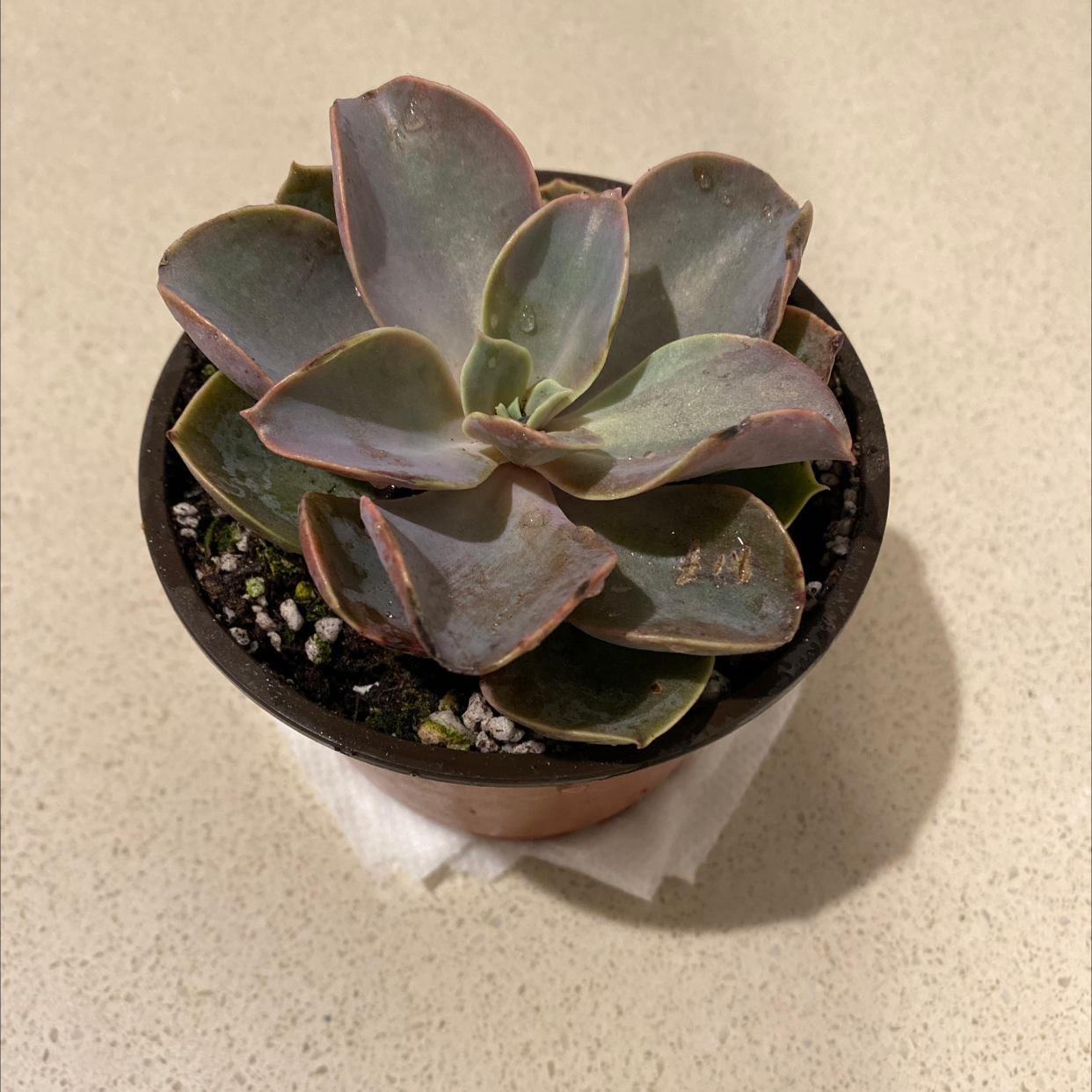 Potted Echeveria Gibbiflora succulent plant in good health with visible soil.
