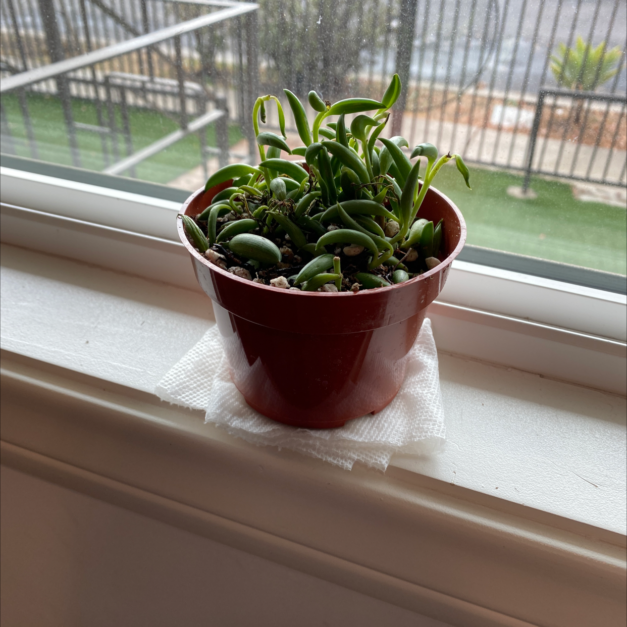 Healthy String of Bananas plant with long trailing stems and plump banana-shaped leaves in a small reddish-brown pot on a windowsill.