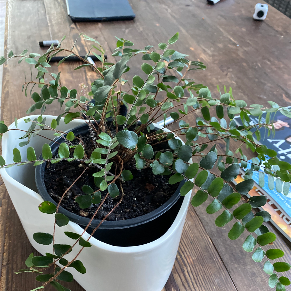 Pellaea rotundifolia plant in a pot with visible soil, healthy green leaves, and no signs of disease.