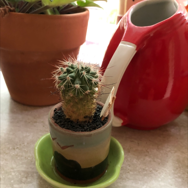 Mexican Pincushion cactus in a decorative pot with visible soil, well-framed and in focus.