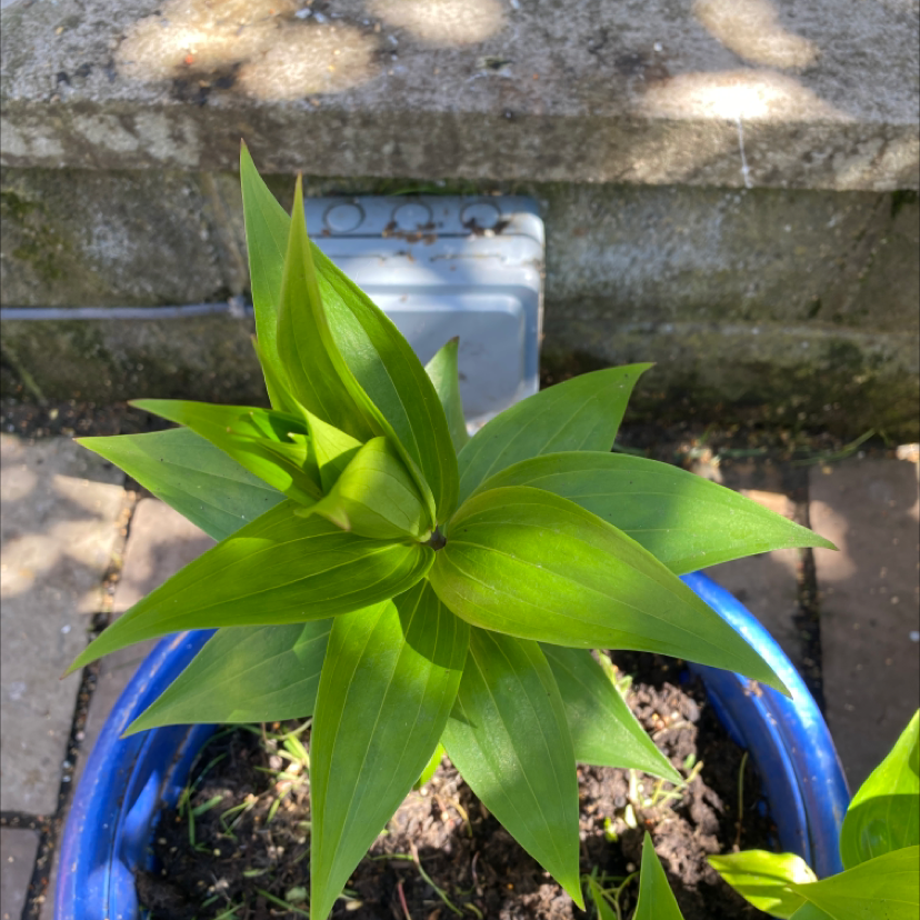 How to Prune Tiger Lily