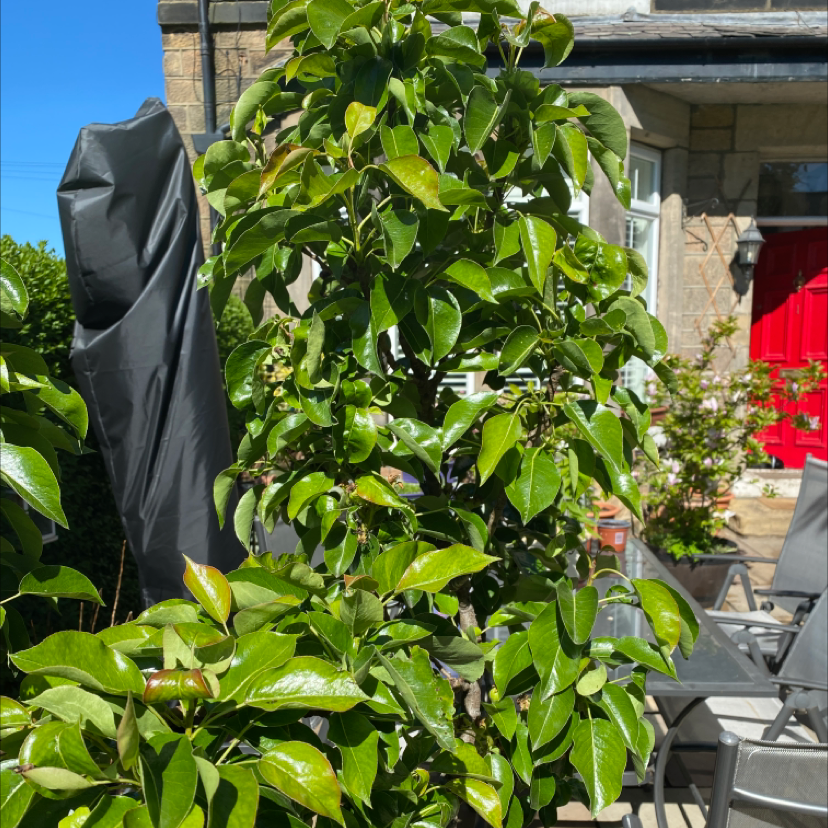 Photo of the plant species European Pear by Graham named Your plant on Greg, the plant care app