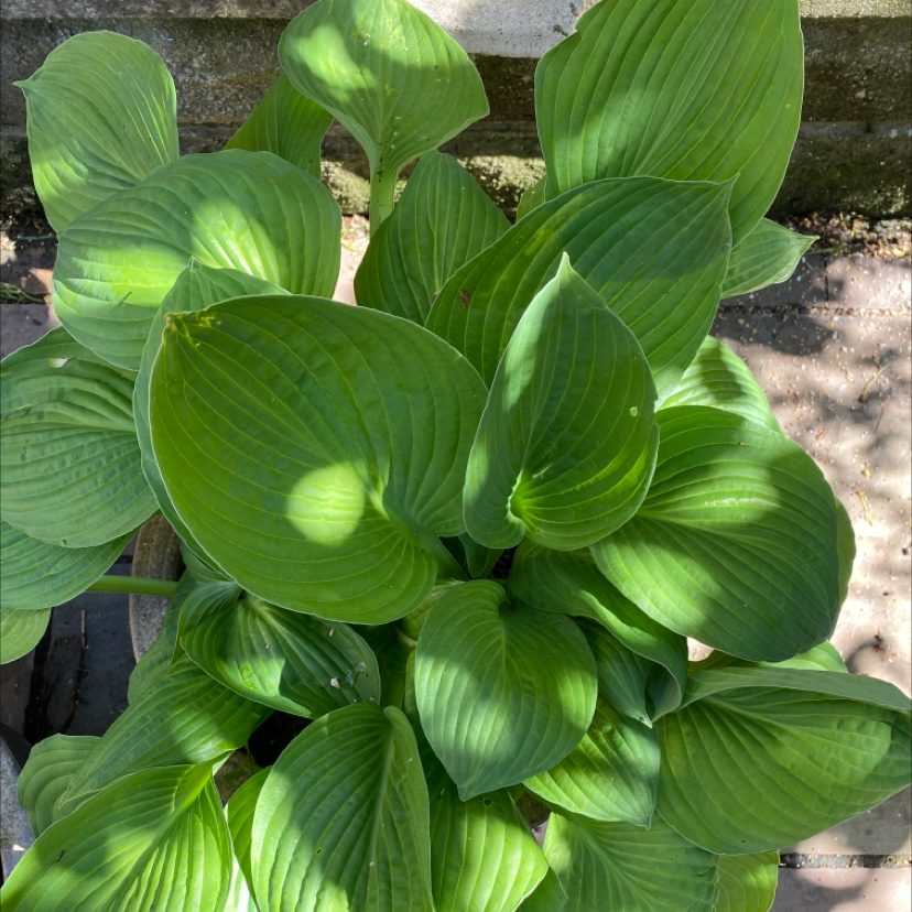 Healthy Siebold's Plantain Lily with vibrant green leaves, no visible signs of disease.