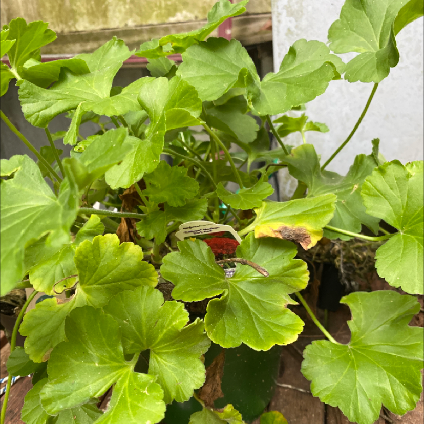 Photo of the plant species Scarlet geranium by Jordan named Calliope on Greg, the plant care app