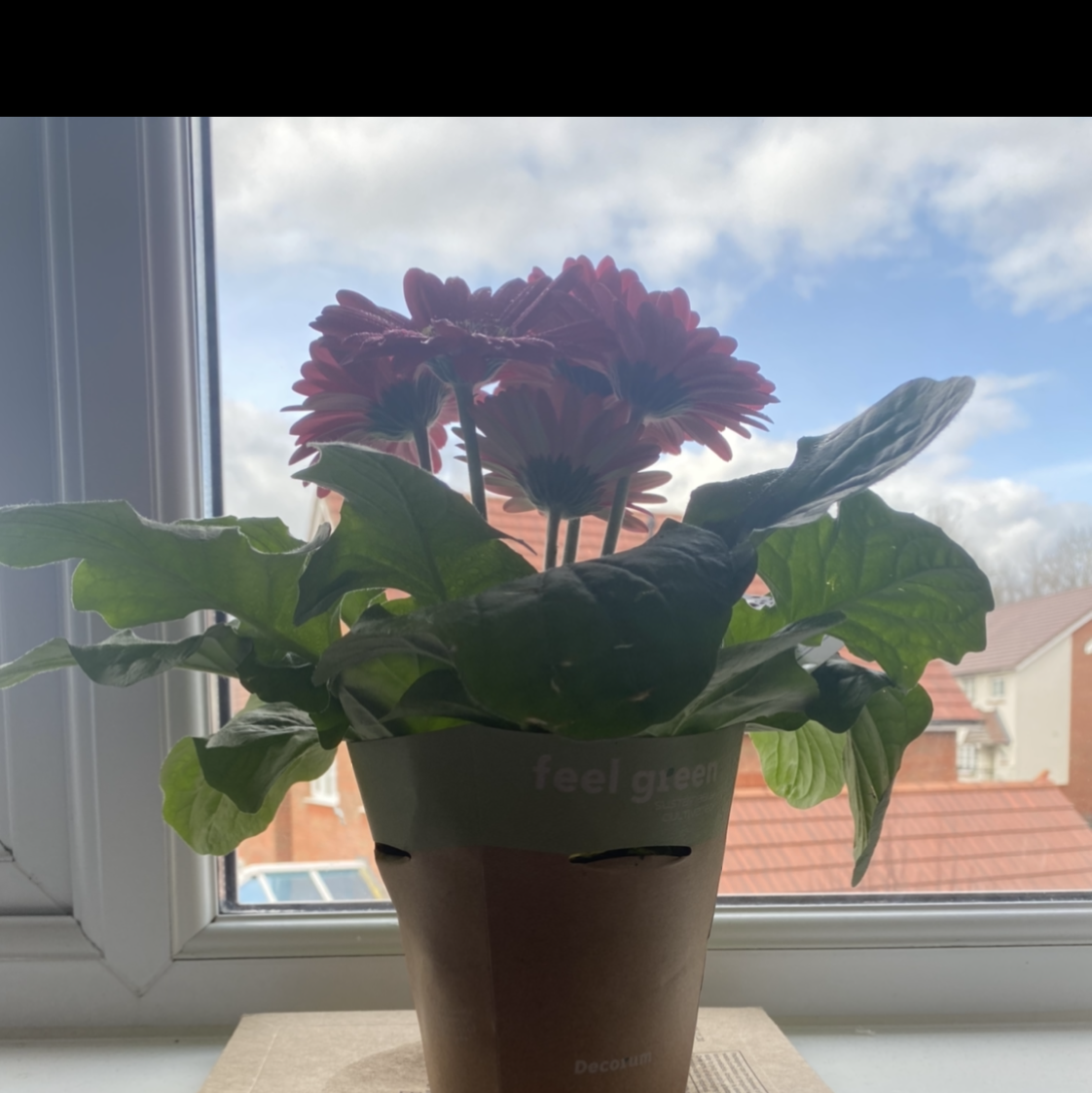 Photo of the plant species Gerbera by @Josie1 named Osmo on Greg, the plant care app