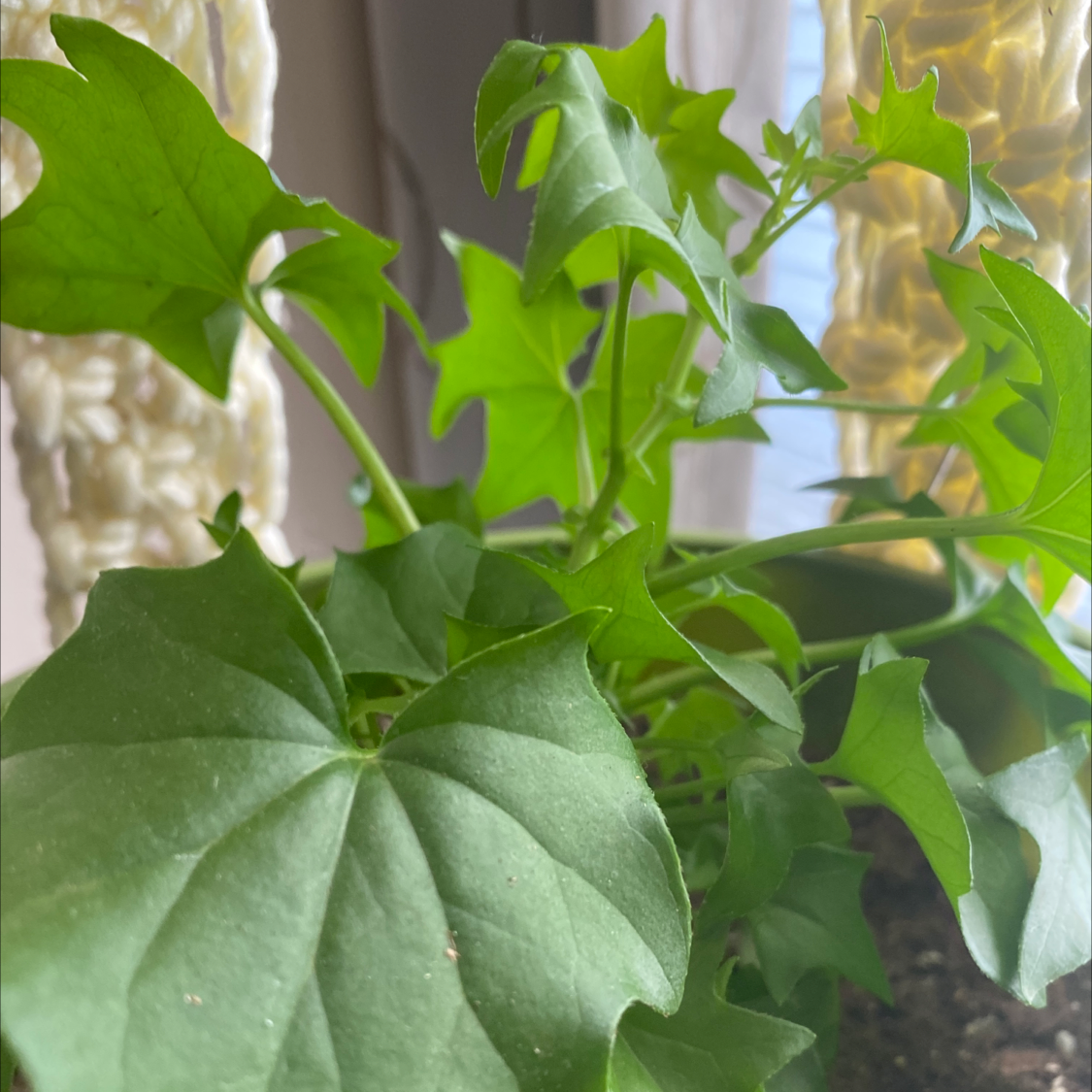 Cape Ivy plant with green leaves, indoors, no visible discoloration or disease.