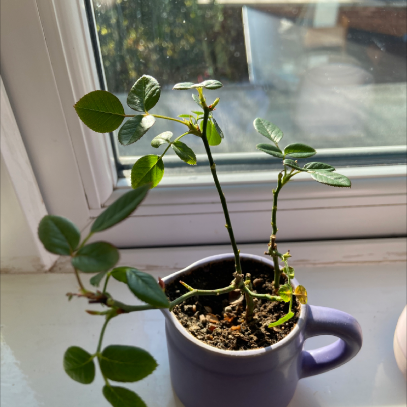 Beach Rose plant in a purple pot on a windowsill with visible soil and green leaves.