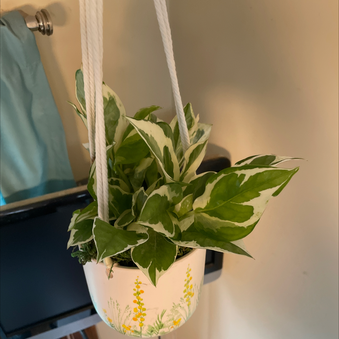 Glacier Pothos plant in a hanging pot with vibrant green and white variegated leaves.