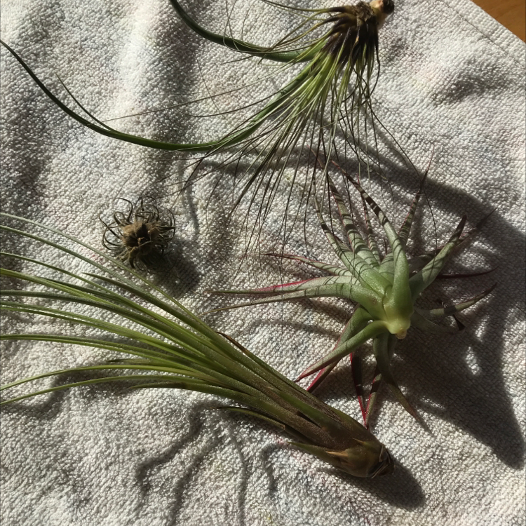 Multiple air plants (Tillandsia) on a textured surface, well-lit and healthy.