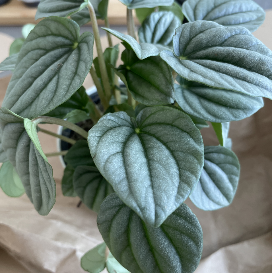 Photo of the plant species Silver Frost Peperomia by @tiffy named Pepper Frost on Greg, the plant care app