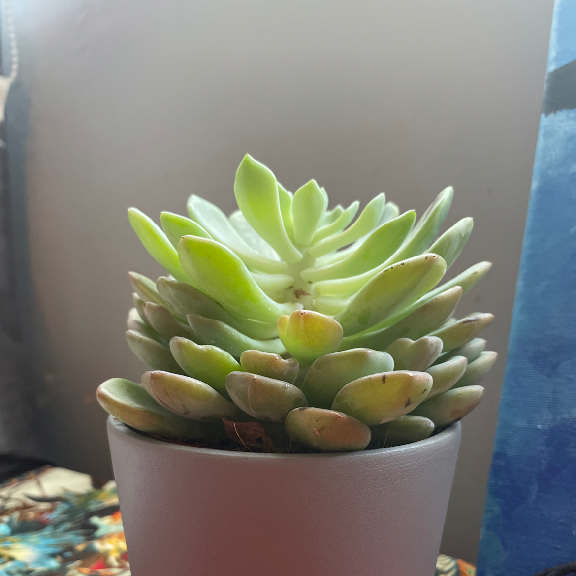Mexican Snowball plant photo by @Didibnkm named Athena on Greg, the plant care app.