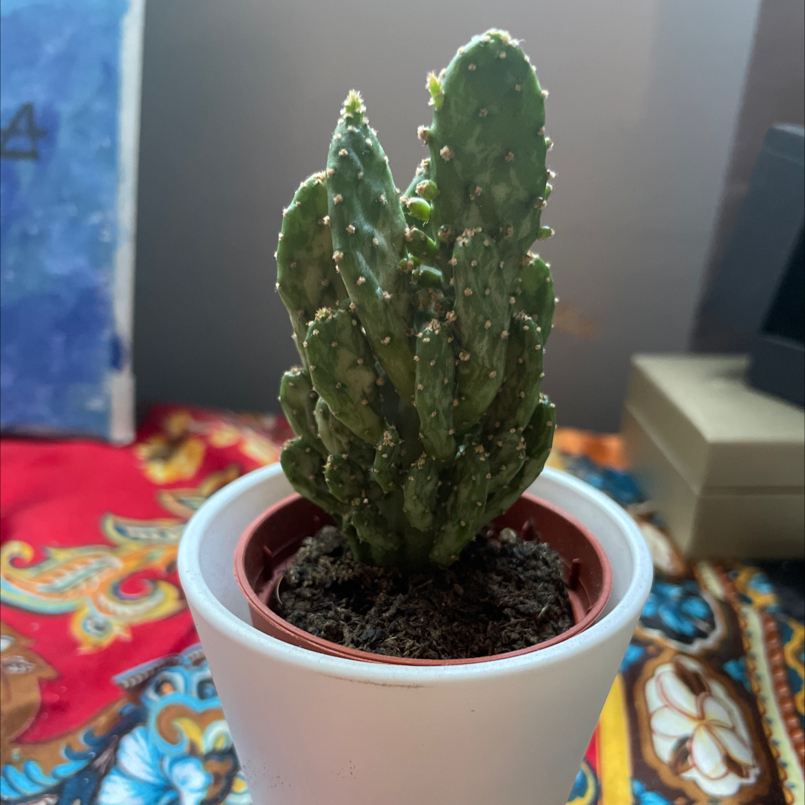 Photo of the plant species Drooping Prickly Pear by @Didibnkm named Sproutacus on Greg, the plant care app