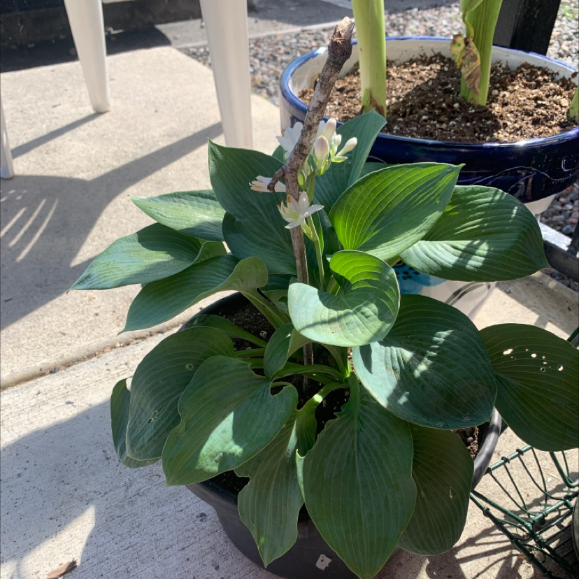 Potted Siebold's Plantain Lily with dark green leaves and small white flowers.
