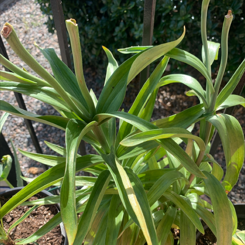 Photo of the plant species Imperial Fritillary by Mummumof4 named Larow Jr on Greg, the plant care app