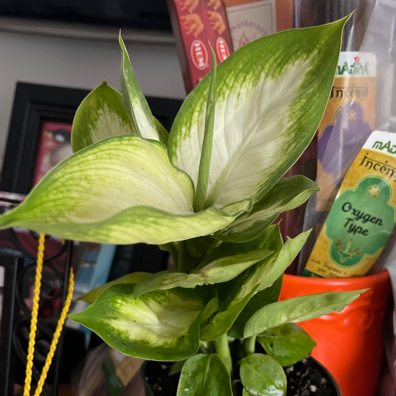Dumb Cane plant with variegated leaves, slight yellowing and browning at edges, potted.