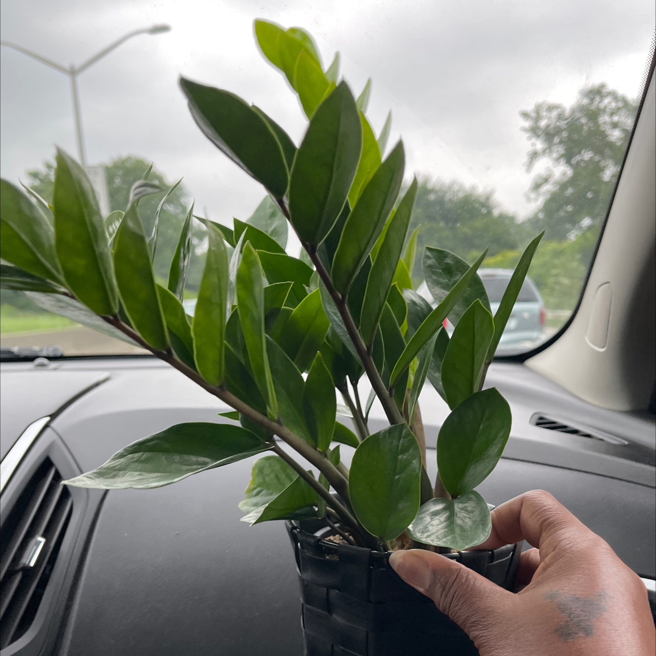Zamioculcas Zamiifolia plant photo by @MadameS.butterfli named Da-La-Zee on Greg, the plant care app.