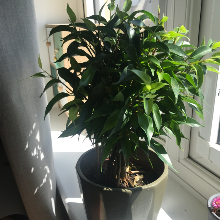 Weeping Fig plant photo by @laurensplantbbs named Benjamina on Greg, the plant care app.