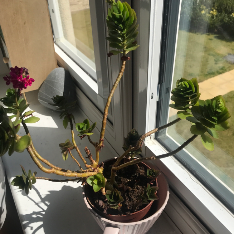 Florist Kalanchoe plant photo by @laurensplantbbs named Bea on Greg, the plant care app.