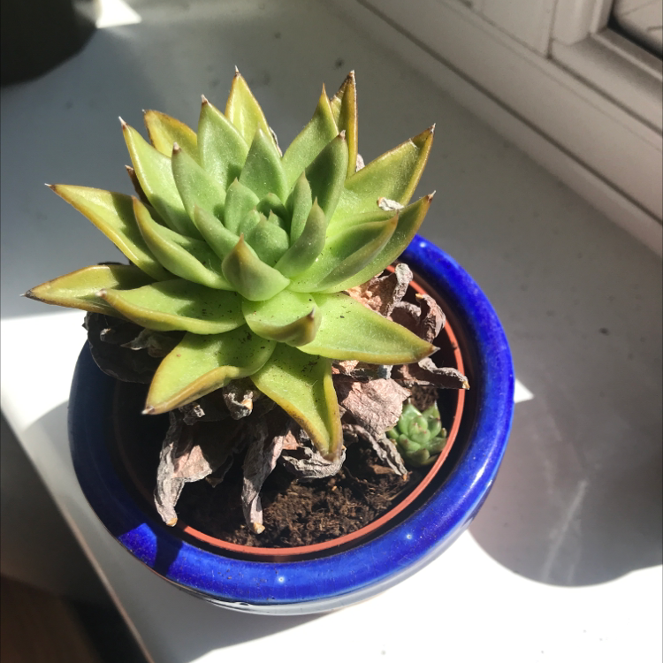 Lipstick Echeveria plant photo by @laurensplantbbs named Anya+B on Greg, the plant care app.