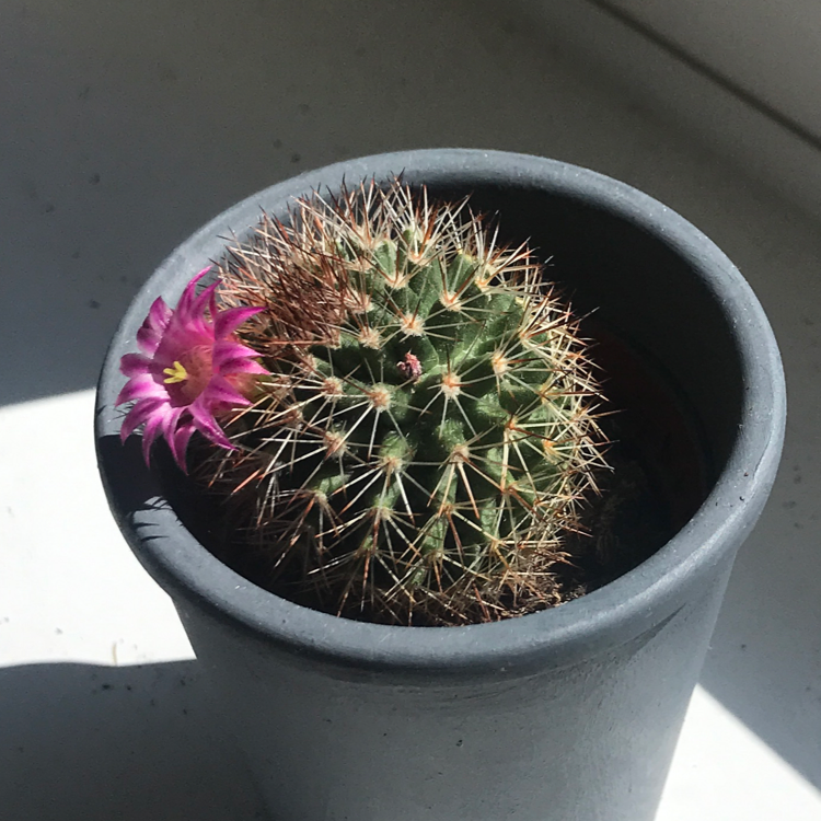 Pincushion Cactus in a pot with a single pink flower blooming.
