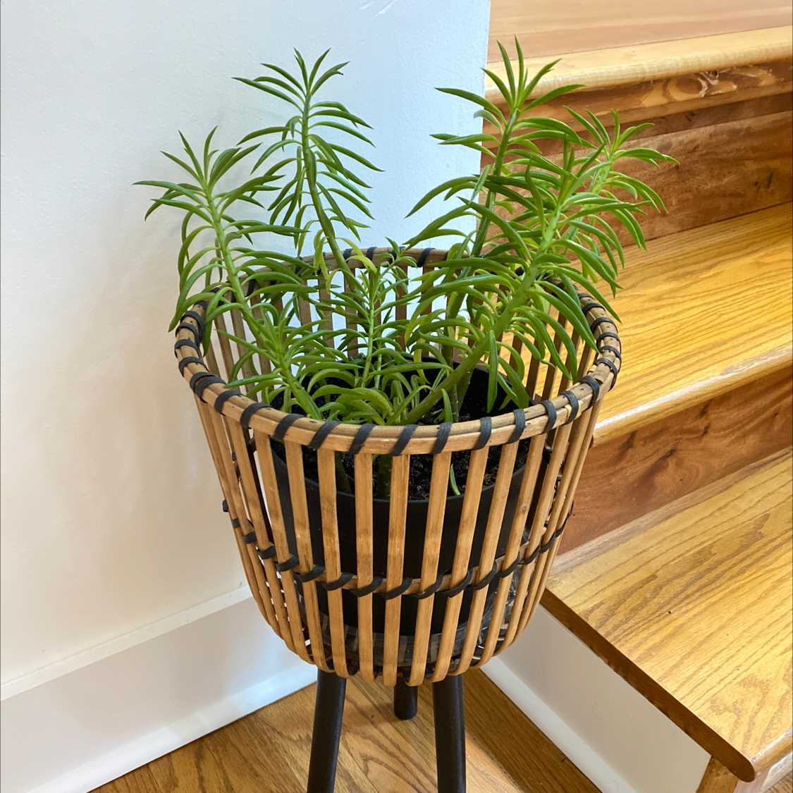 Pincushion Peperomia plant in a decorative basket on a stand, placed near wooden stairs.