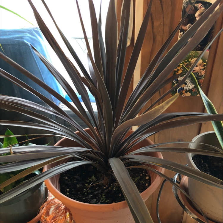 Closeup of a healthy mature century plant with sharp blue-green leaves growing in a terracotta pot on a wooden surface.