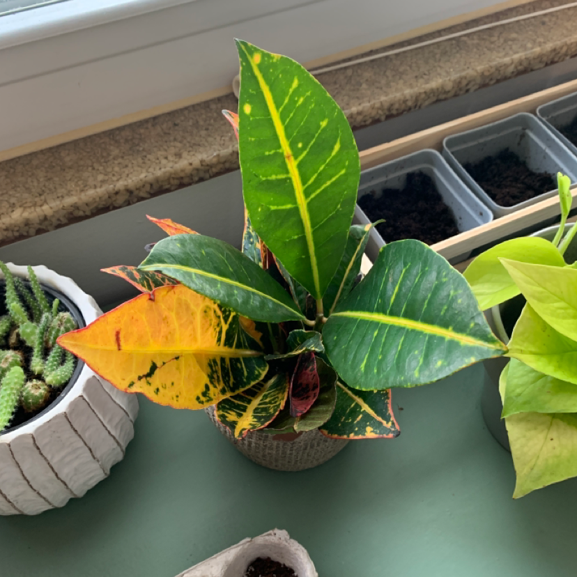 Croton Tamara is Toxic to Cats 🐈
