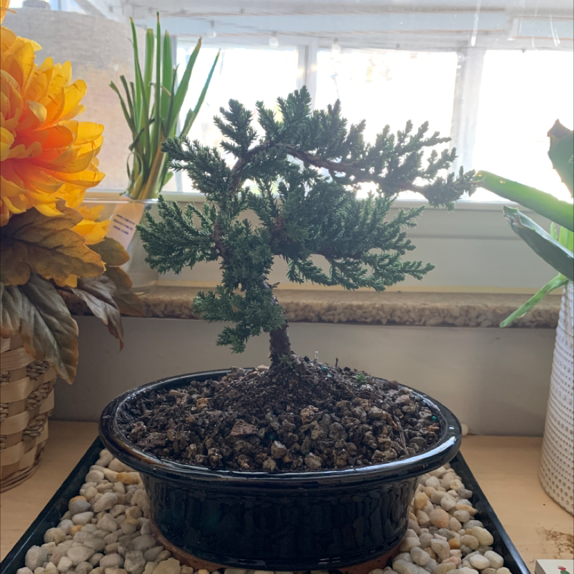 Potted Sargent Juniper plant indoors, healthy with no visible discoloration.