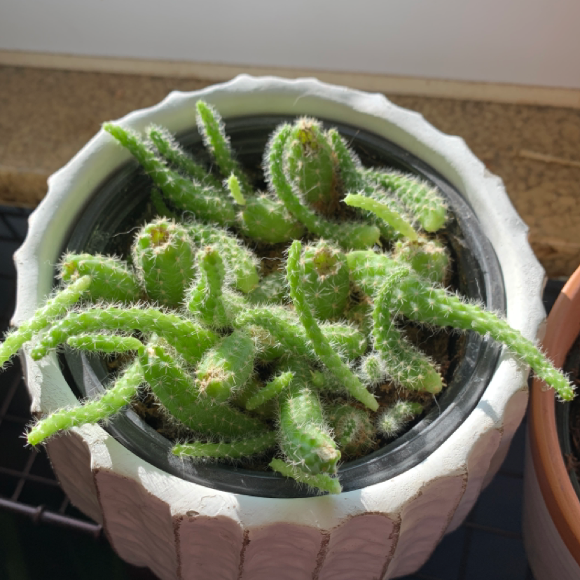Dog Tail Cactus in a pot, healthy green stems, well-lit.