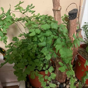 Maidenhair Fern plant photo by Plantlover named Maiden hair on Greg, the plant care app.
