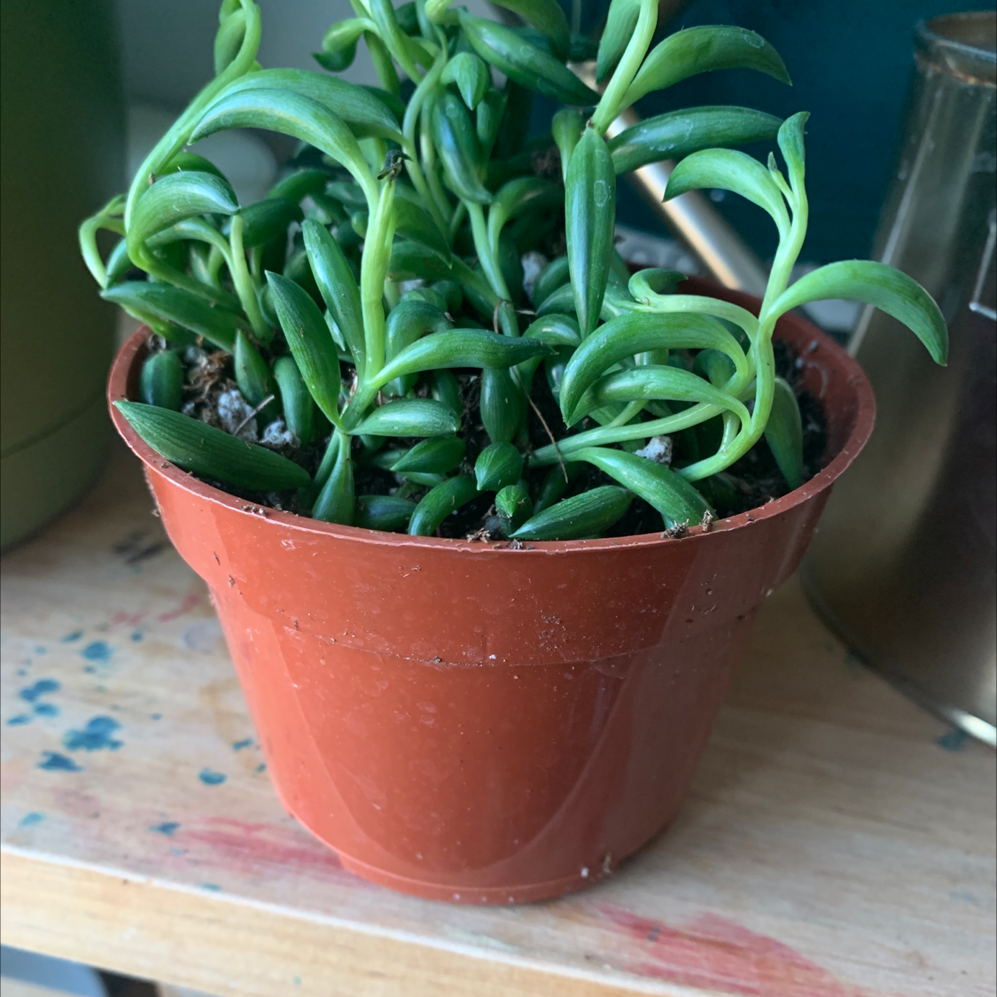 Healthy, mature String of Bananas plant with lush green leaves cascading over terra cotta pot edge.