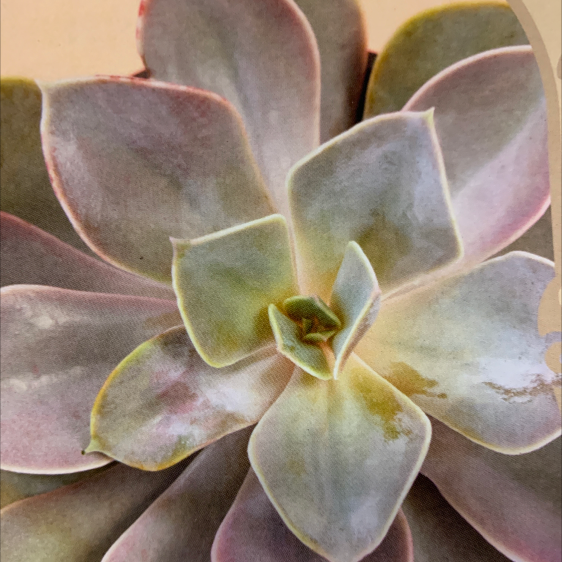 Echeveria Gibbiflora succulent with yellowing and browning leaves.