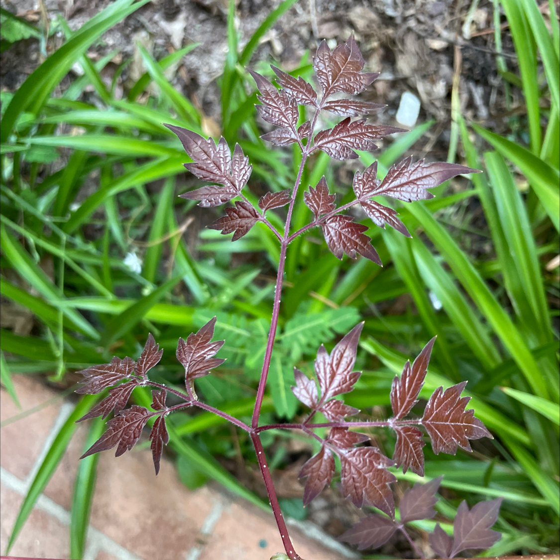 Photo of the plant species pepper vine by Mykah named Your plant on Greg, the plant care app
