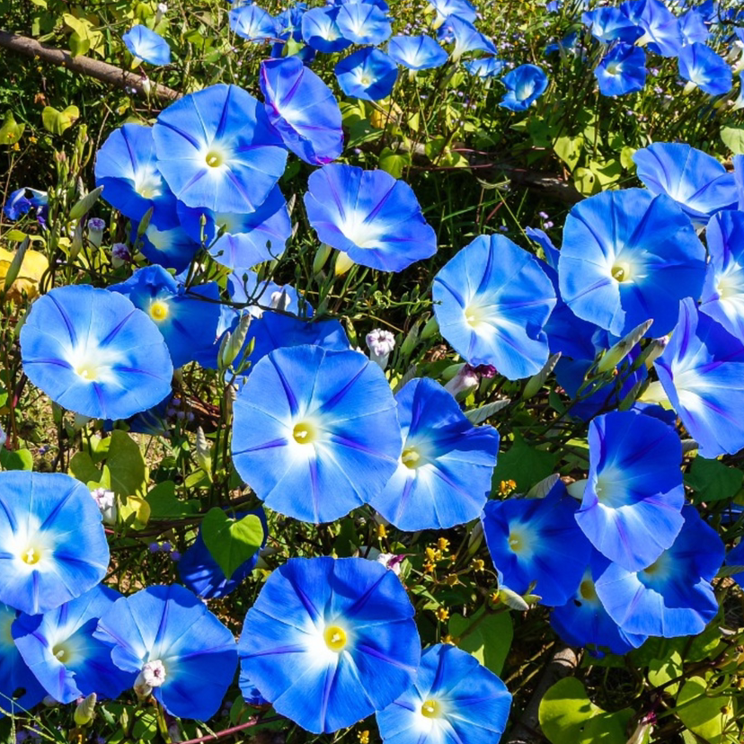 do you cut back morning glories in the fall