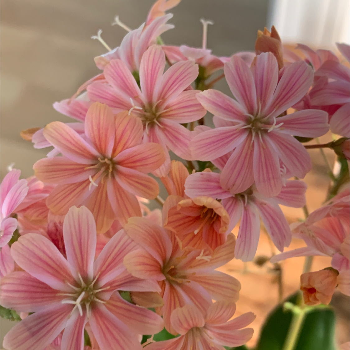Close-up of a Cliff Maids plant with clusters of pink flowers.