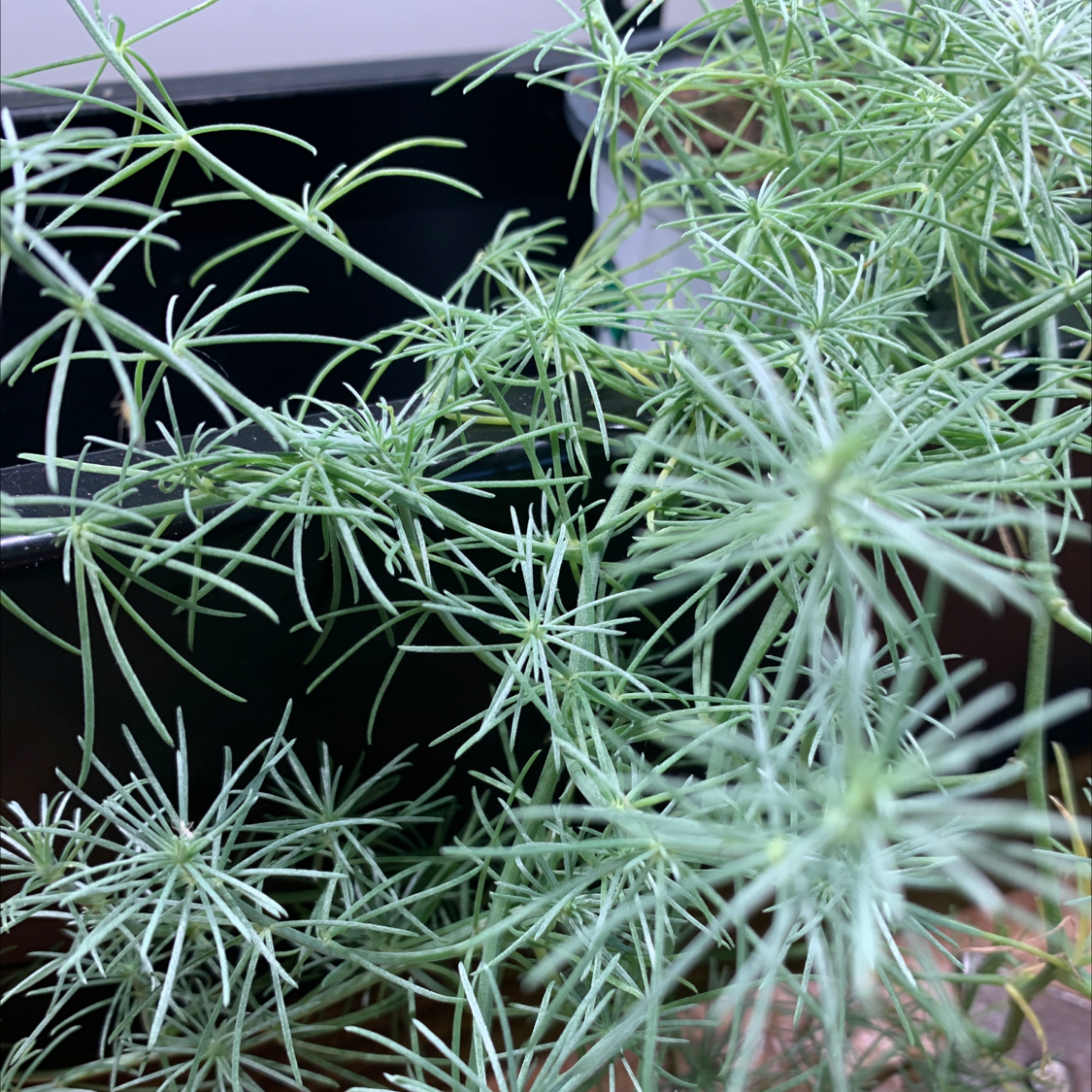 Photo of the plant species Lotus berthelotii by Matt named Lotus berthelotii on Greg, the plant care app