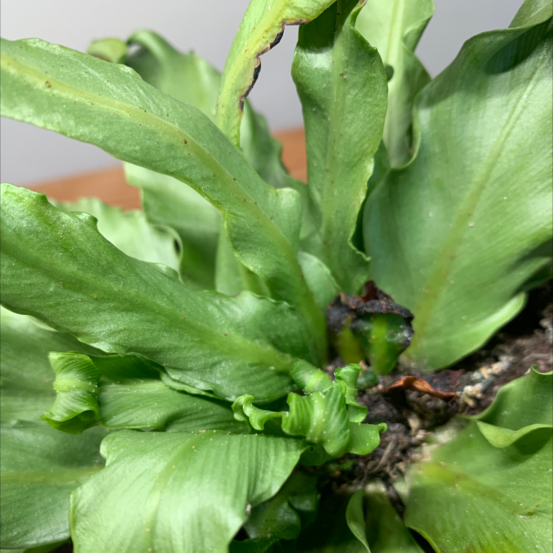 Close-up of a Japanese Bird's Nest Fern with some browning near the center.