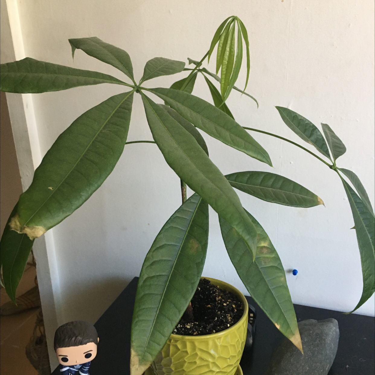 Money Tree plant photo by @Emmasmil3 named Matilda on Greg, the plant care app.