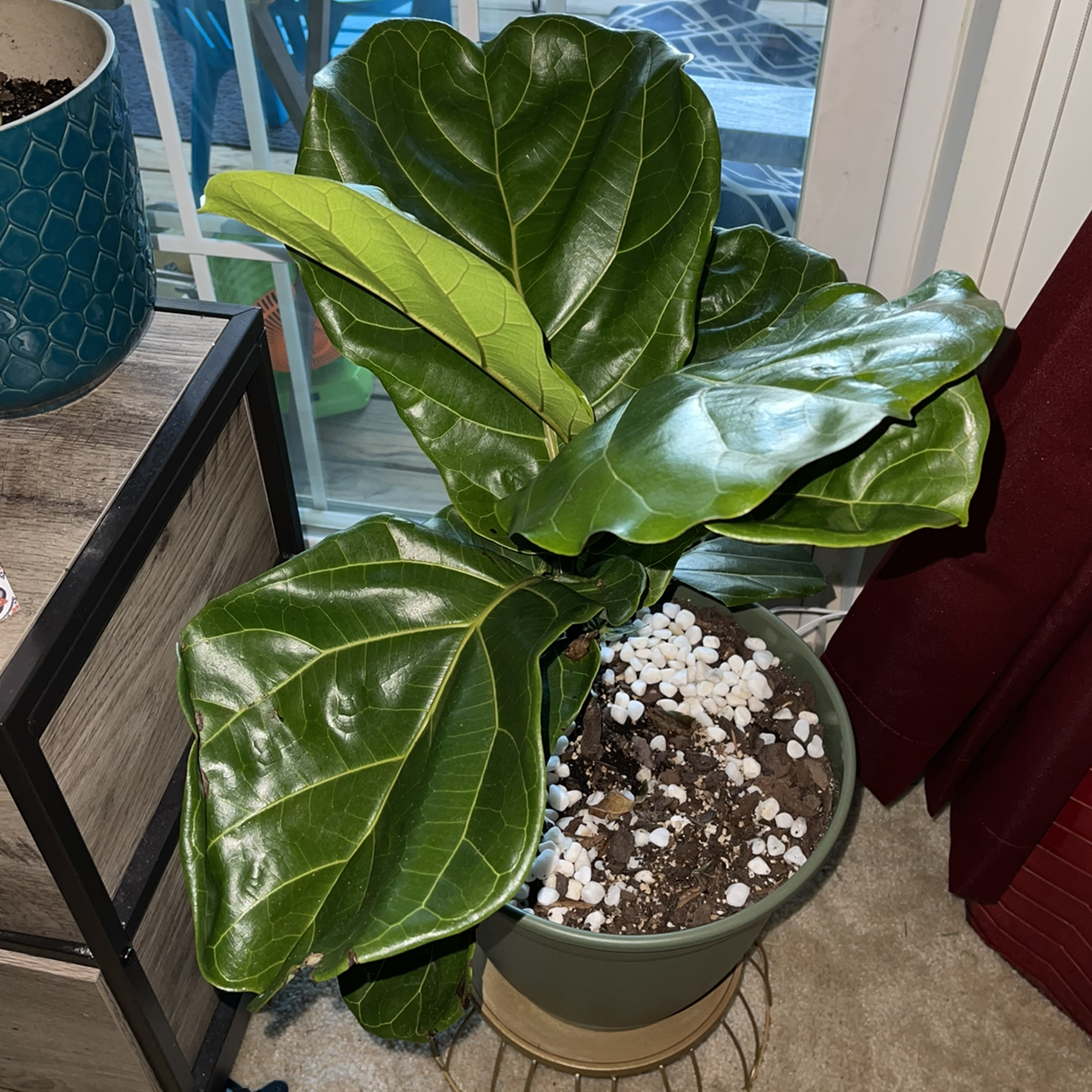 Fiddle Leaf Fig plant photo by @Gigitheplantmom named Figgy Marley on Greg, the plant care app.