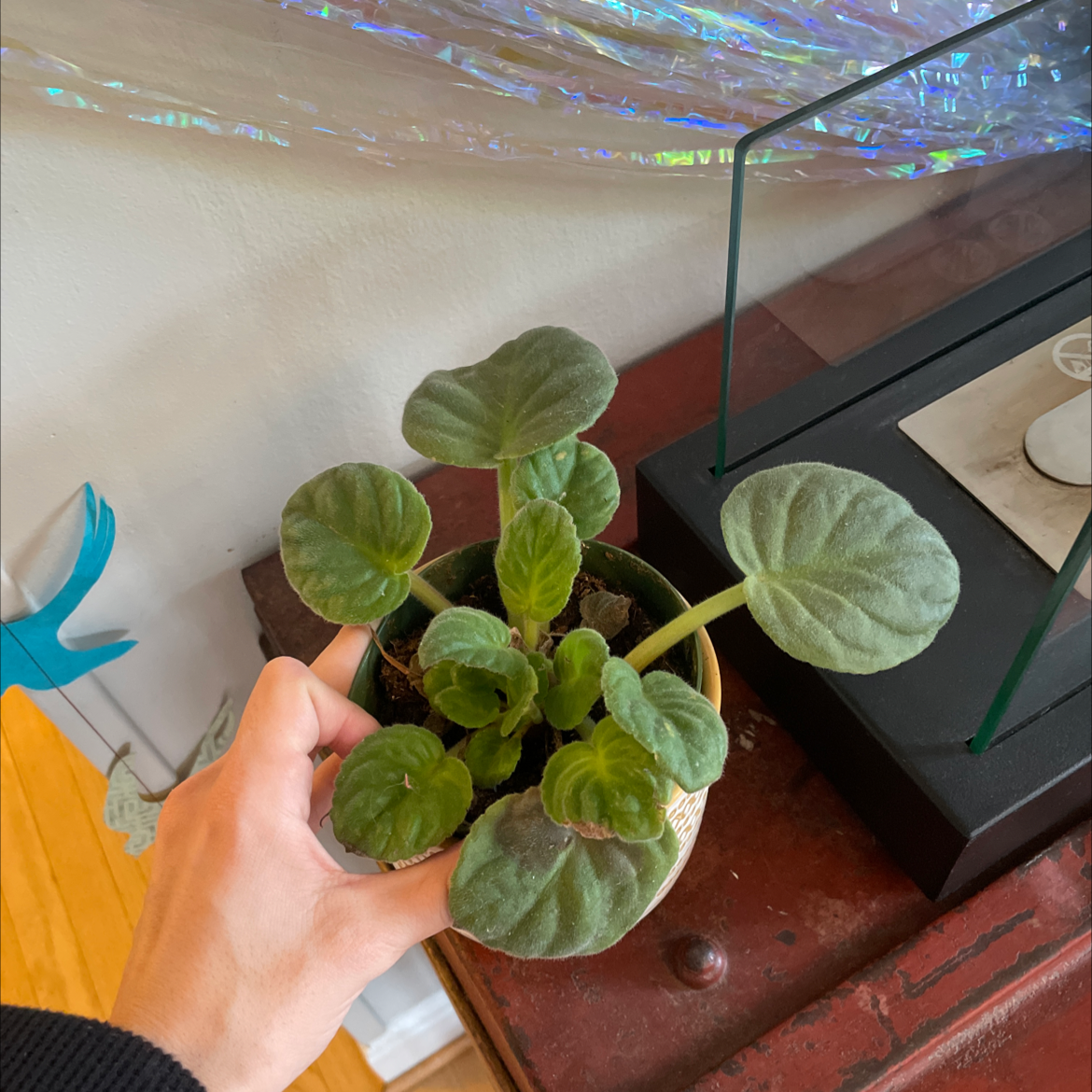 African Violet plant photo by @marrakech named Artemis on Greg, the plant care app.